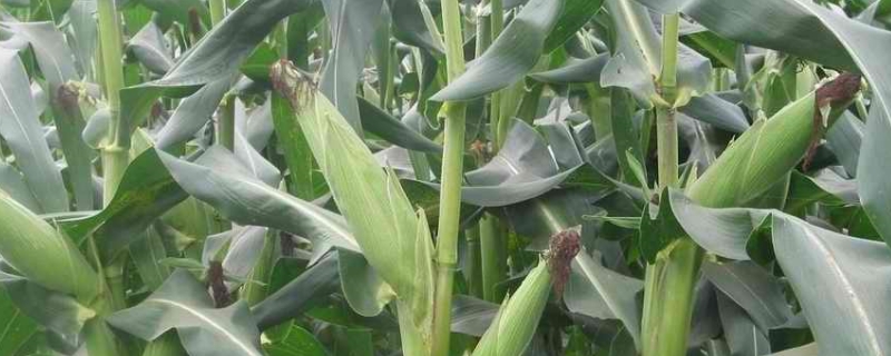 玉米地野糜子用啥药，除草剂怎么用不会伤到玉米