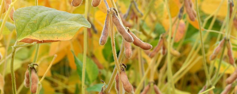 大豆的正确施肥方法，附施肥时间 大豆的正确施肥方法,附施肥时间和方法