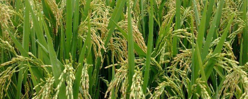 水稻适合黏质土还是壤土，适合什么气候类型