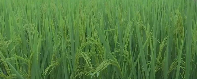 水稻返青用硫酸铵还是尿素，返青期一般是多久