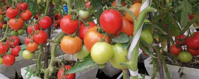 怎样防止西红柿钻心病虫害 如何防治西红柿钻心虫，附危害症状