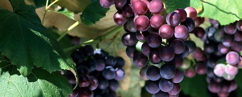 葡萄怎样管理，附葡萄的种植方法 现在的葡萄怎么管理