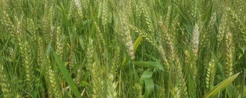 山农981小麦品种 山农39小麦品种