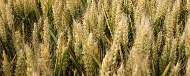 新矮抗58麦种介绍 新矮抗58小麦品种的特点，附简介