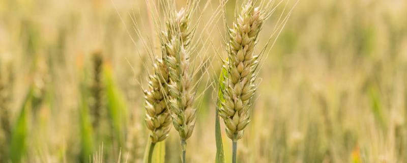 超强筋小麦新品种 优质强筋小麦品种有哪些品种