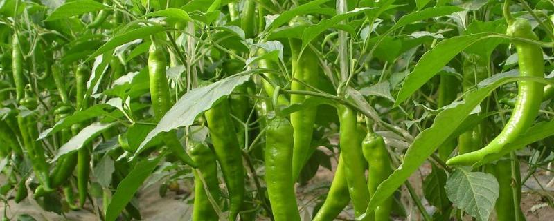 青椒苗修剪方法 青椒种植技术及剪枝技术