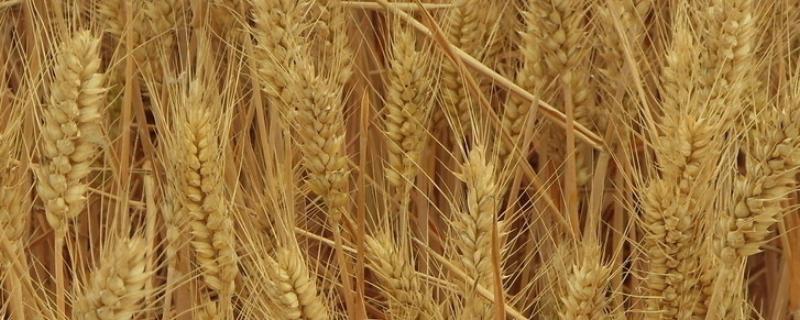 菏麦19小麦品种简介 菏麦24小麦品种