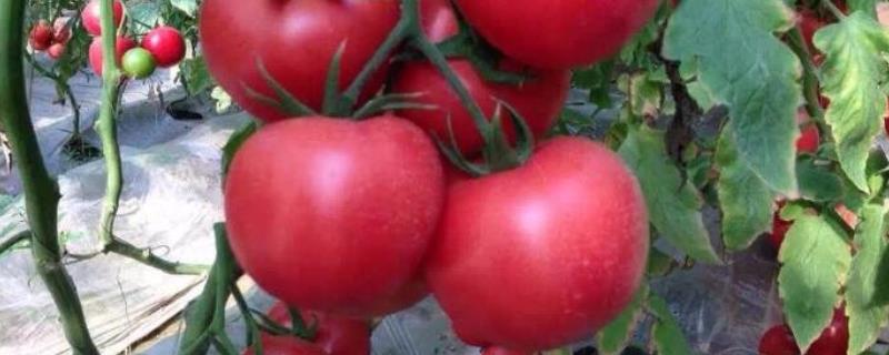 小西红柿的管理方法 西红柿管理方法和过程