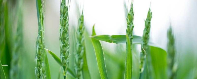 高产小麦品种有哪些 超高产小麦品种都有哪些