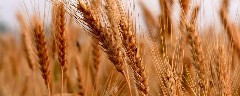 众信麦998小麦适宜种植区域，附简介（众信麦998小麦品种从哪里买）