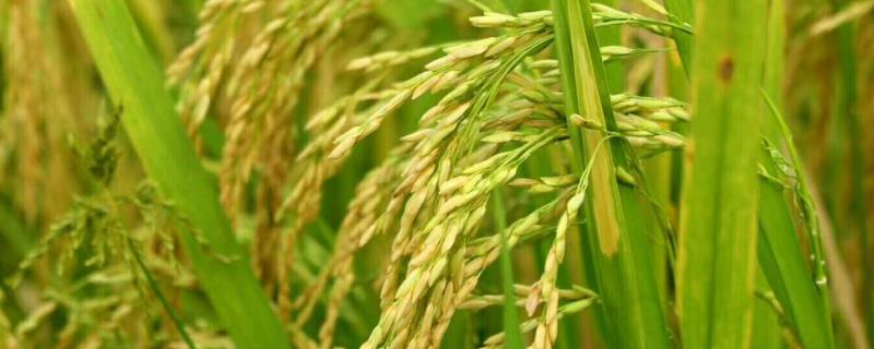 水稻正常1个穗多少粒，穗上有黑粒是怎么回事