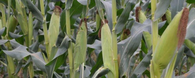 迪卡556玉米种子积温多少，附特征特性