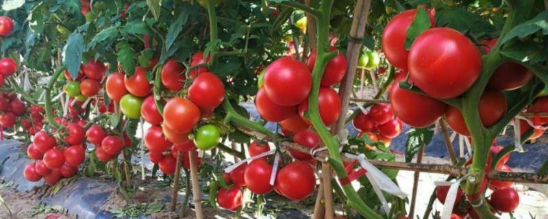西红柿全程种植技术，附管理方法 西红柿种植过程和方法