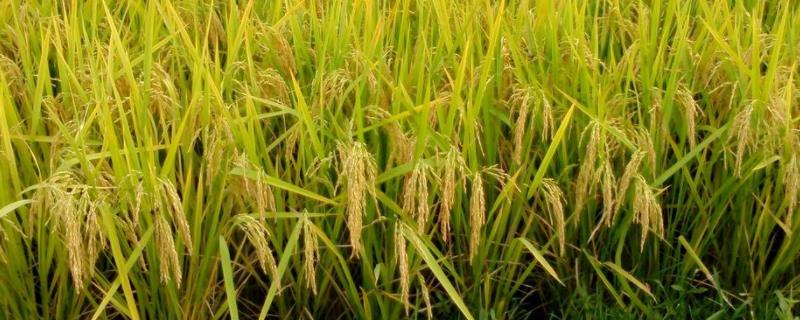 富稻18水稻品种 富育111水稻品种介绍