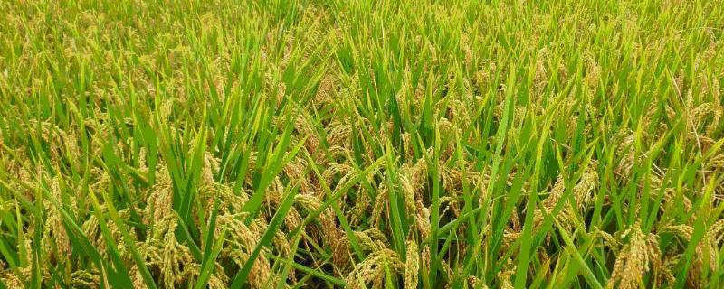 龙洋16水稻成熟天是多少天，附简介 龙洋16水稻品种生育期
