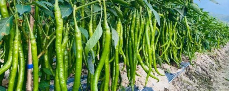 线椒的种植方法,线椒的管理方法是什么 线椒的种植方法，线椒的管理方法
