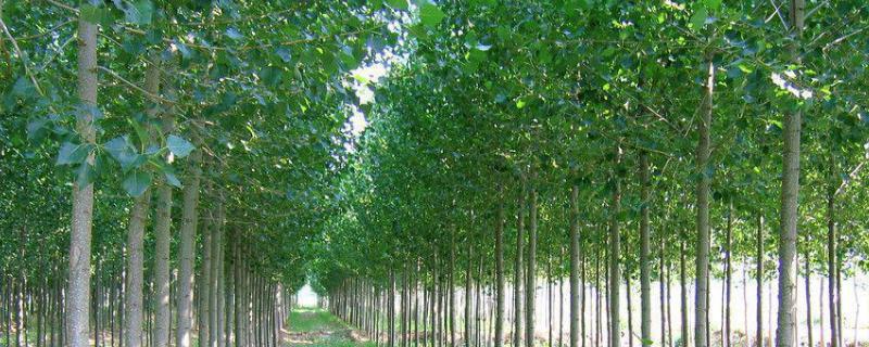 107杨树一亩地栽多少棵 107杨树苗怎样种植，一亩地种多少棵
