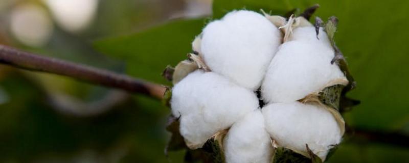 棉花僵苗的成因是什么，如何防治 棉花弱苗僵苗用什么肥料