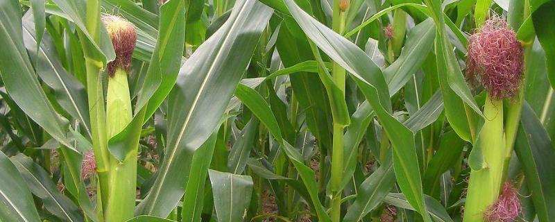 玉米怎样施肥最正确，附施肥时间 玉米怎么施肥?玉米施肥方法