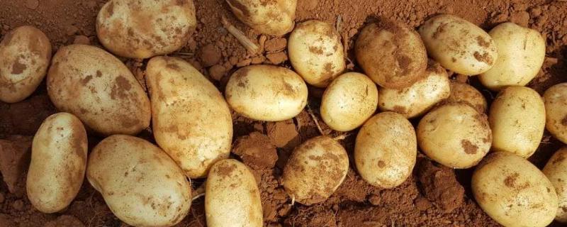 马铃薯施肥时间及方法 马铃薯种植时间和方法和施肥