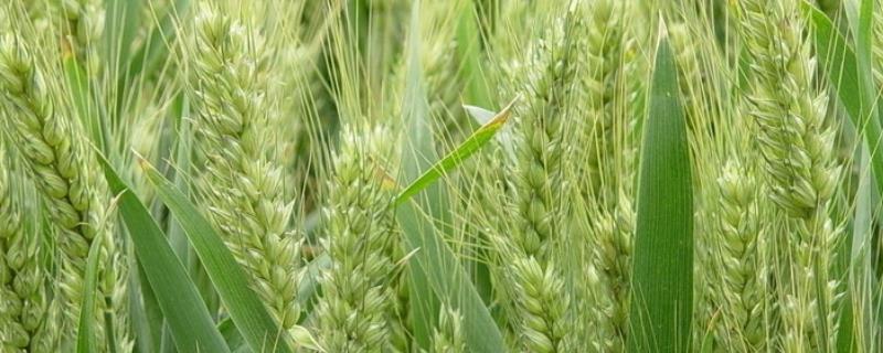 菏麦26小麦品种介绍 菏麦25小麦品种介绍