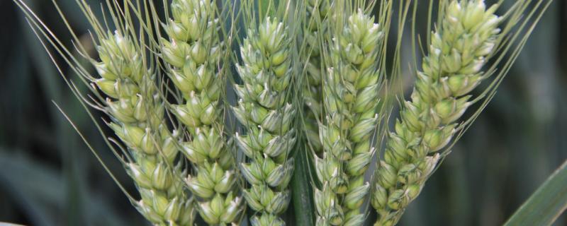 良星67小麦种的特点是什么 良星68小麦品种介绍