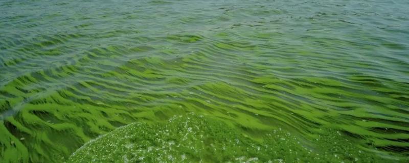 蓝藻爆发怎么处理 蓝藻爆发的原因及危害，改如何处理