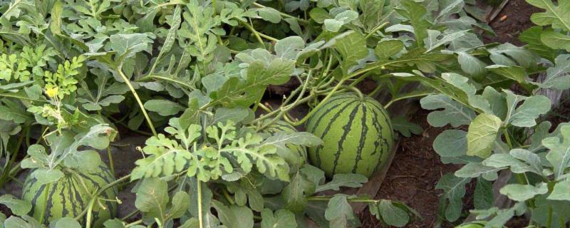 西瓜产品特点，适合哪些地区种植 西瓜的优良品种
