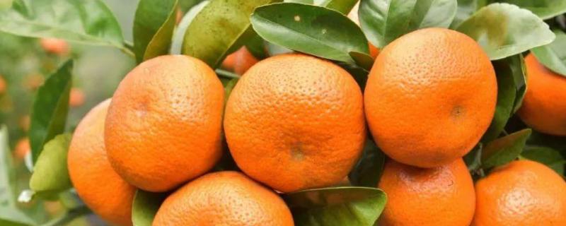 柑橘褐斑病图片及防治，附症状