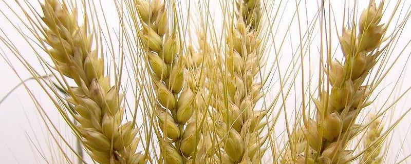 小麦种子是由什么发育来的，种植前要泡水吗