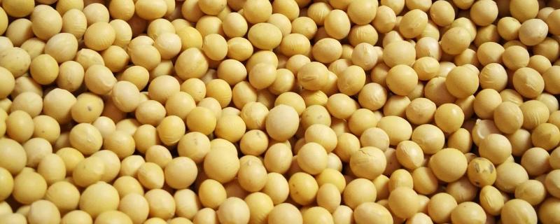 南方几月份种黄豆，附黄豆种植技术 南方黄豆生长周期多少天