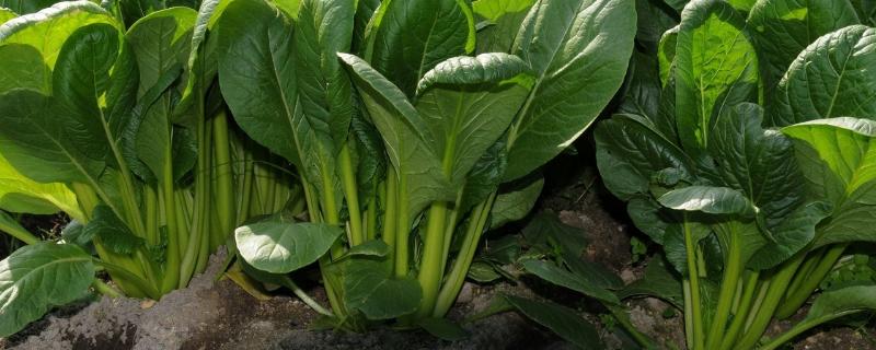 菠菜生长过程，附菠菜种植方法 菠菜的种植季节,方法,生长周期