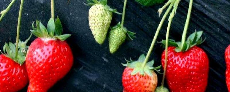 特高产的草莓品种，草莓怎么种植 特高产的草莓品种,草莓怎么种植好