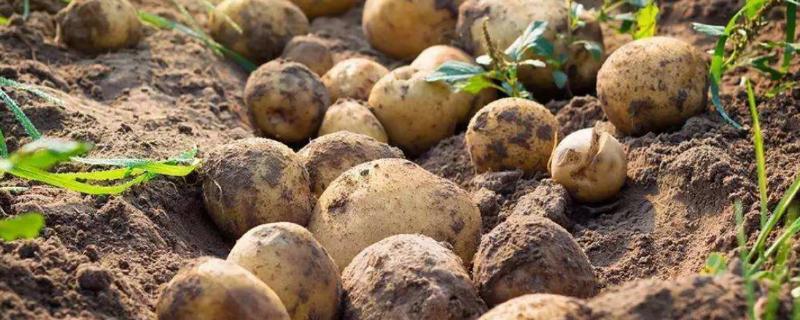 土豆的管理与施肥 土豆的施肥方法如下
