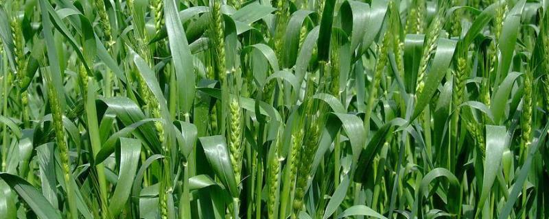 小麦种子多长时间发芽，附发芽条件 小麦种子发芽长成幼苗要几天