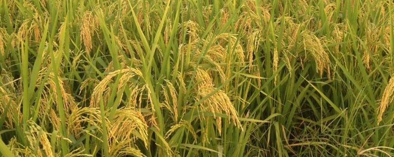 水稻的种类 水稻的种类图片