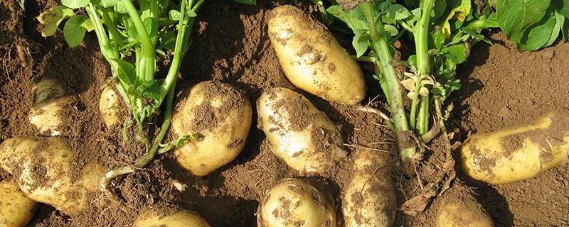 马铃薯的种植与管理技术 马铃薯的种植技术，附组织培养步骤