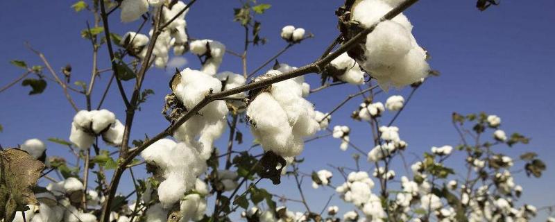 棉花种子怎么种，什么时候种植合适 棉花种子种植方法