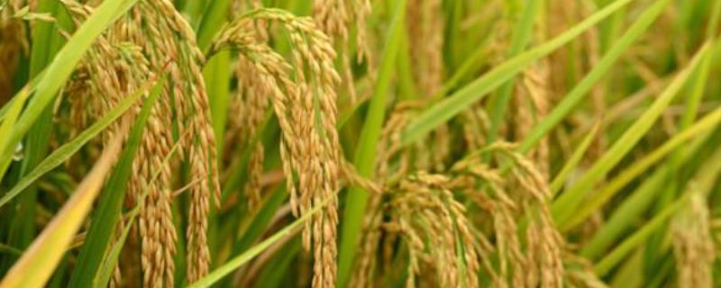 垦稻26水稻品种特征特性，附简介 水稻品种垦稻26产量怎么样