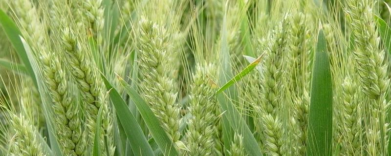 怀川916小麦品种销售 怀川916小麦品种