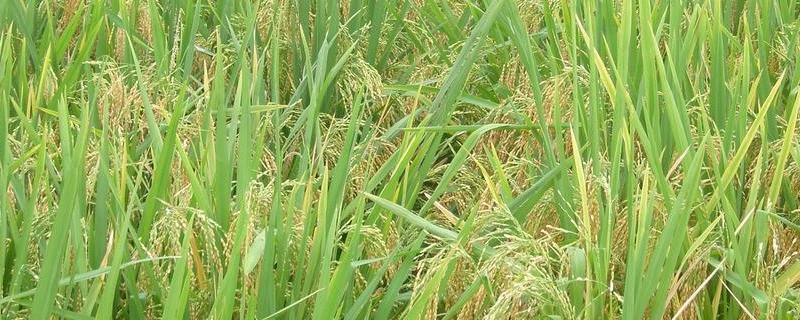 三江6号水稻种子积温多少，附简介 三江6号水稻产量表现