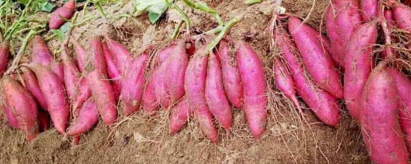 西瓜红红薯栽培技术 西瓜红红薯高产栽培技术