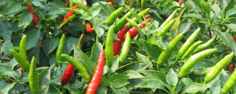 朝天椒的种植技术与管理，亩产量一般是多少