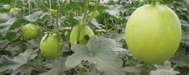 菜瓜种植技术与管理方法 菜瓜的种植方法与管理