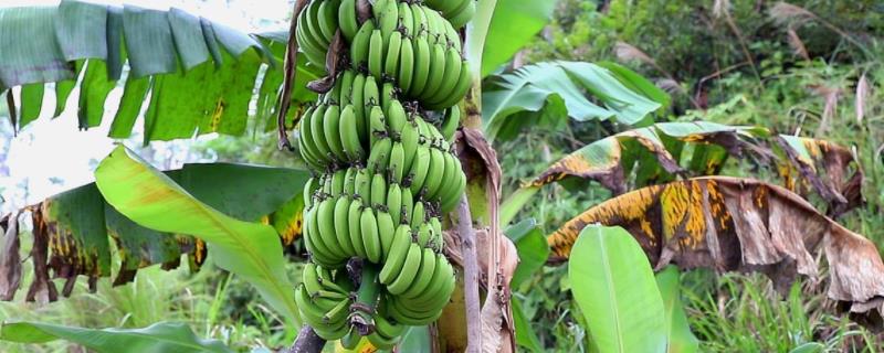 香蕉种植管理技术 香蕉的栽培与管理技术