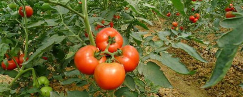 番茄栽苗的适宜温度 番茄如何种植，对温度有什么要求