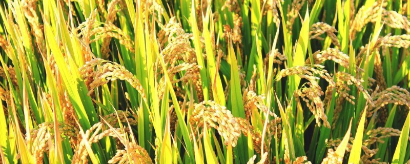 水稻肥料最佳配比，附使用注意事项 水稻肥料配方