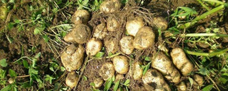 土豆种植施什么肥 土豆用什么肥料高产，土豆怎么种植