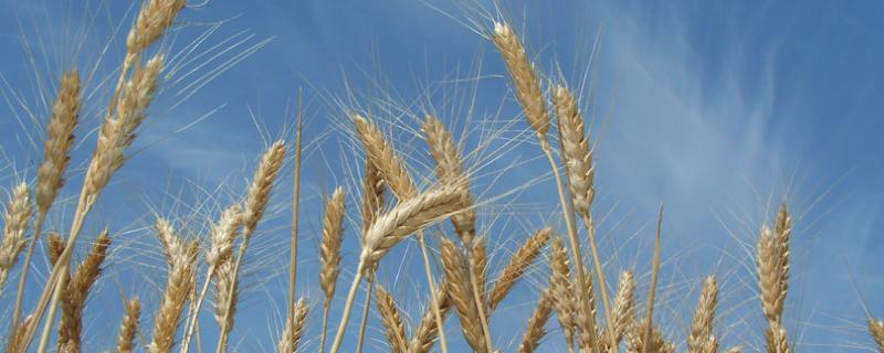 垦星5号小麦品种 垦星五号小麦种