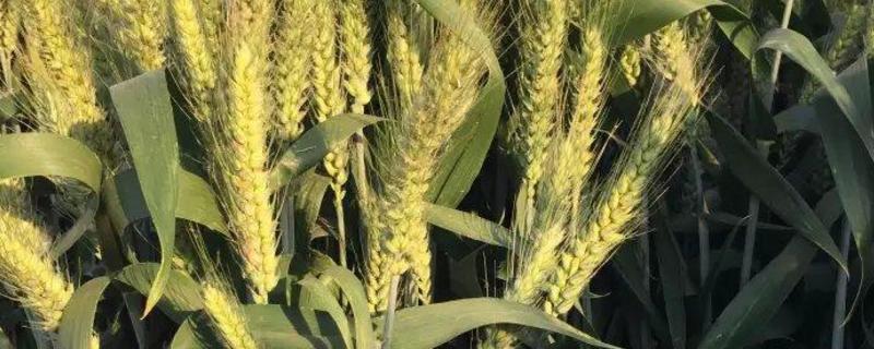 徐麦35小麦品种介绍 徐麦35小麦品种